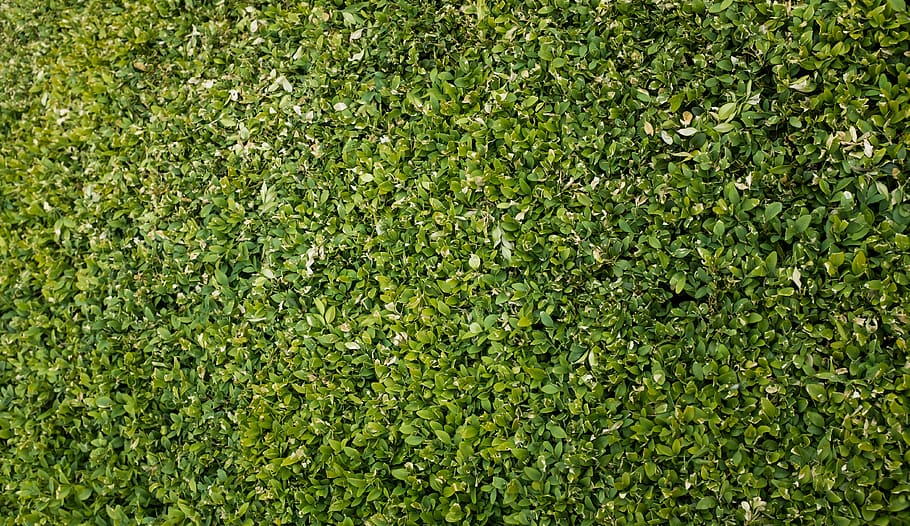 ireland, dublin, scrub, tree, plant, color, colour, garden HD wallpaper