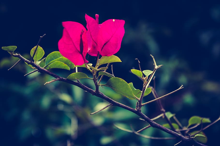 flower, plant, flowering plant, beauty in nature, plant part HD wallpaper