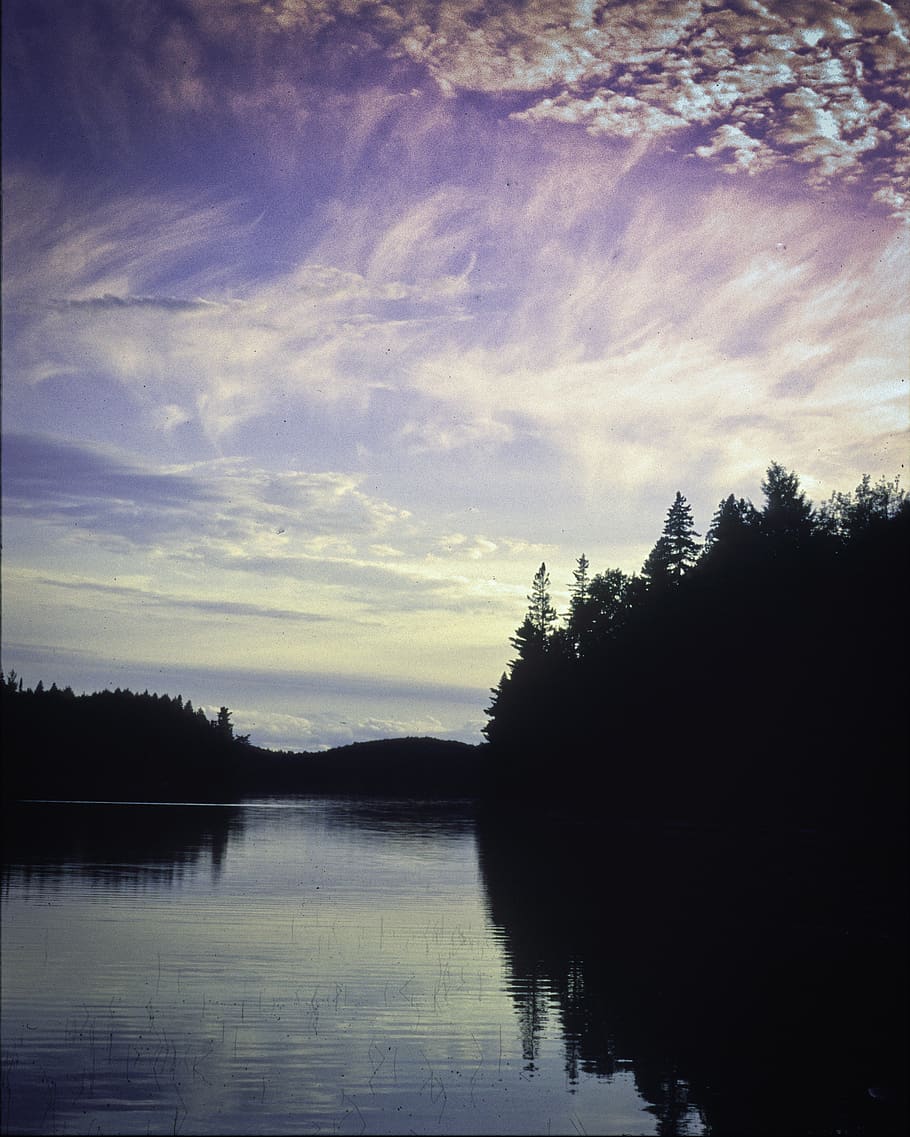 algonquin park, pine, pine trees, pine forest, lake, north HD wallpaper