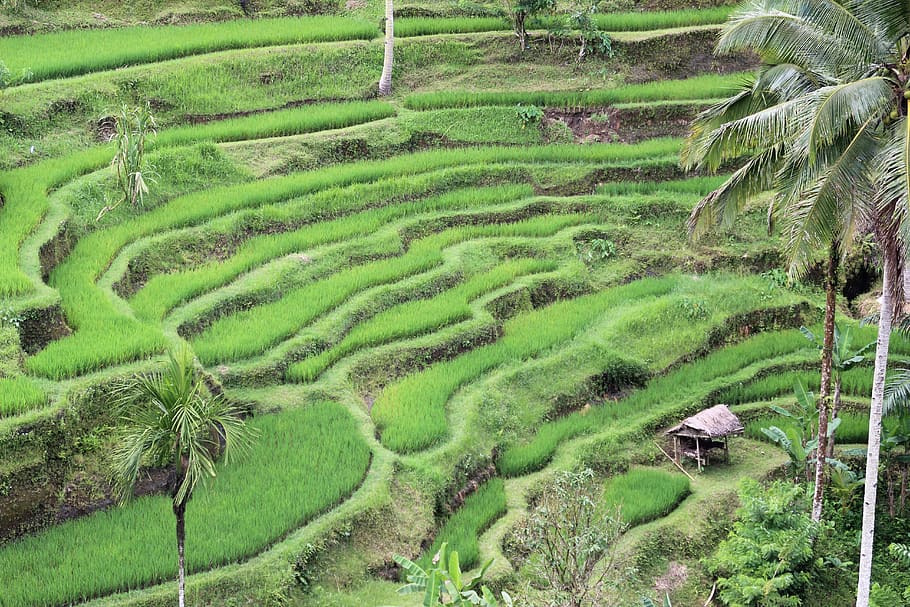 indonesia, bali, trees, rice, growing, terrace, shed, agriculture HD wallpaper