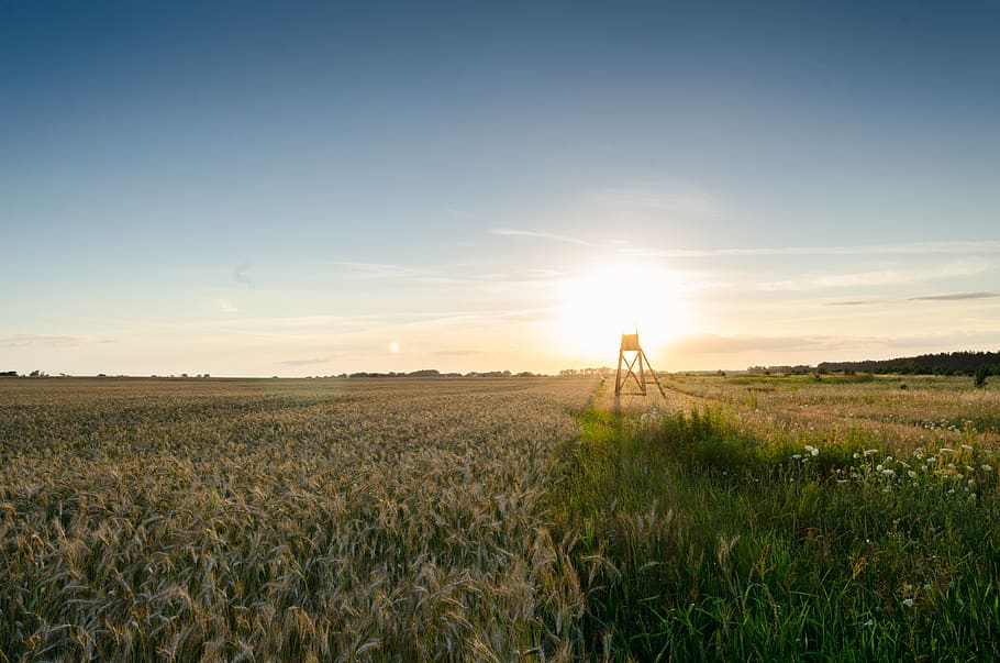 wheat, grass, grain, green, plant, field, agriculture, farm HD wallpaper
