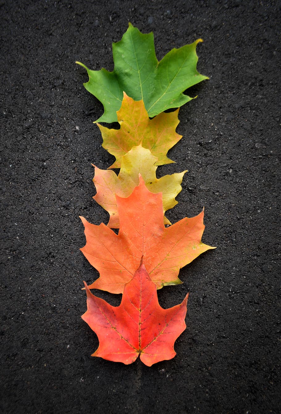 fall, autumn, leaves, orange, yellow, green, red, colors, wisconsin HD wallpaper