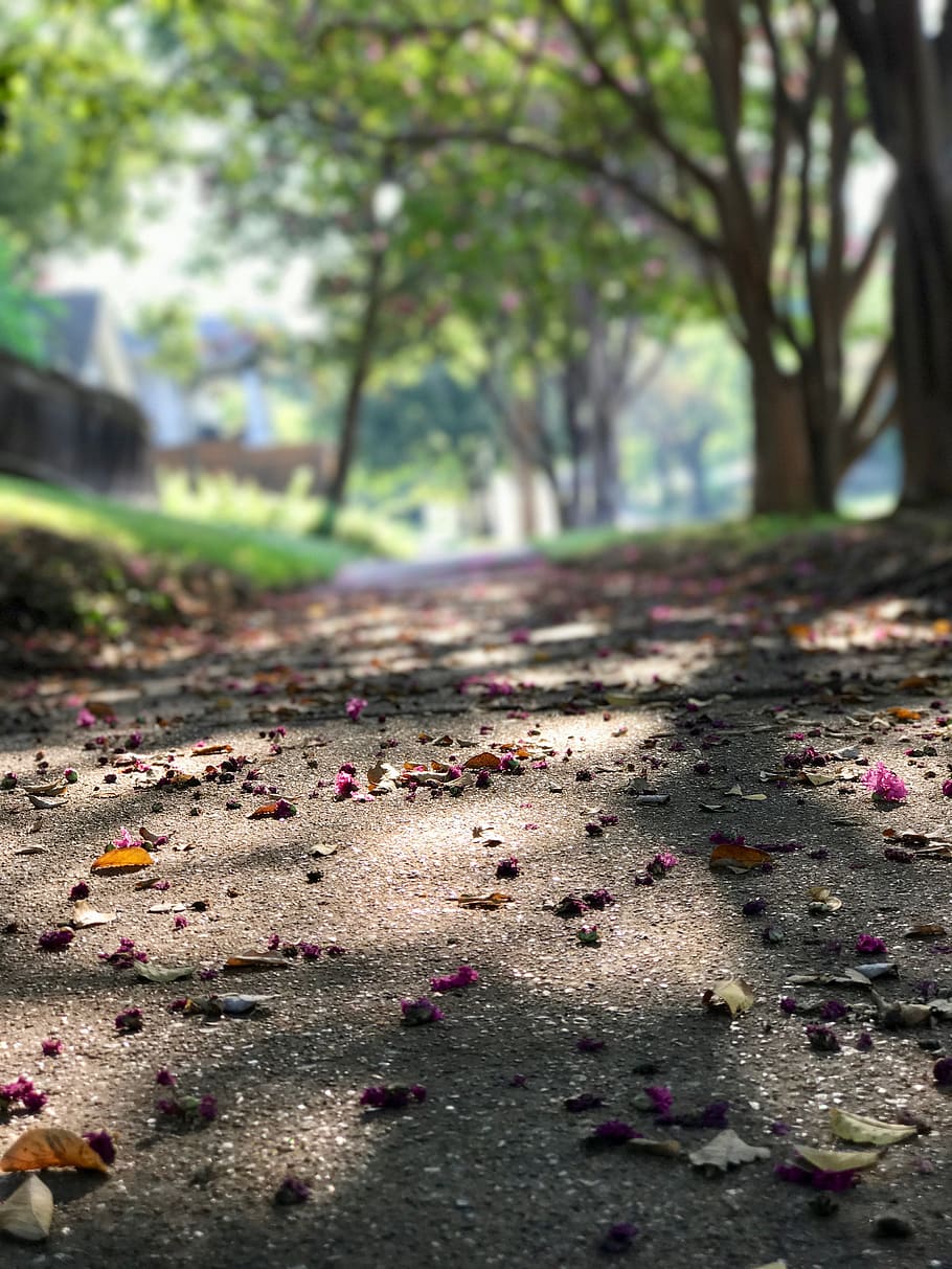 ground, plant, leaf, tree, 202 n winnetka ave, dallas, united states HD wallpaper