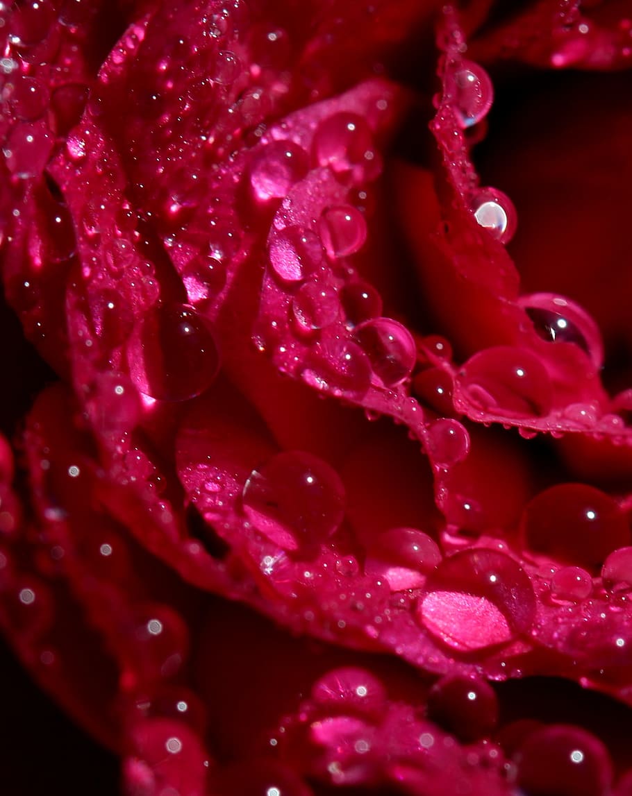 rose, red, wet, drops, flower, freshness, water, close-up, flowering plant HD wallpaper