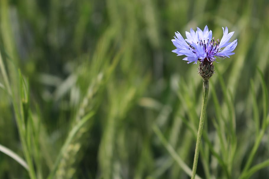 flower, meadow, cornflower, summer, plant, green, violet, growth HD wallpaper