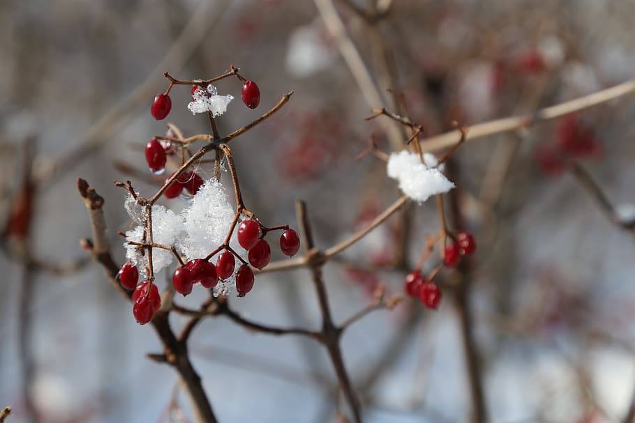 fruit, snow, ice, winter, nature, landscape, wood, eggplant HD wallpaper