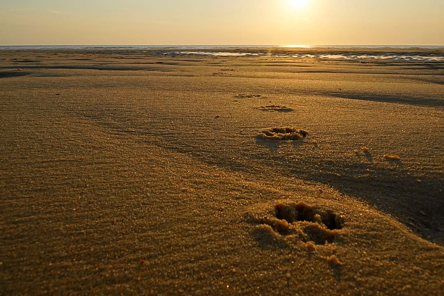sand, coast, beach, desert, sunset, dunes, landscape, traces HD wallpaper