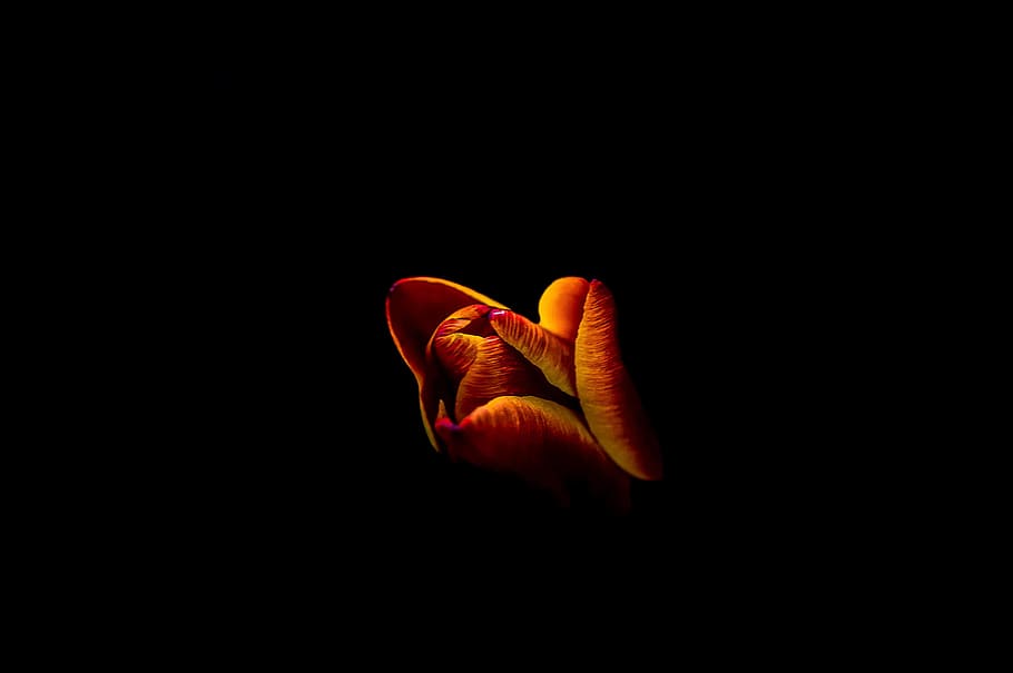 red flower, petal, dark, night, black, orange, darkness, macro HD wallpaper