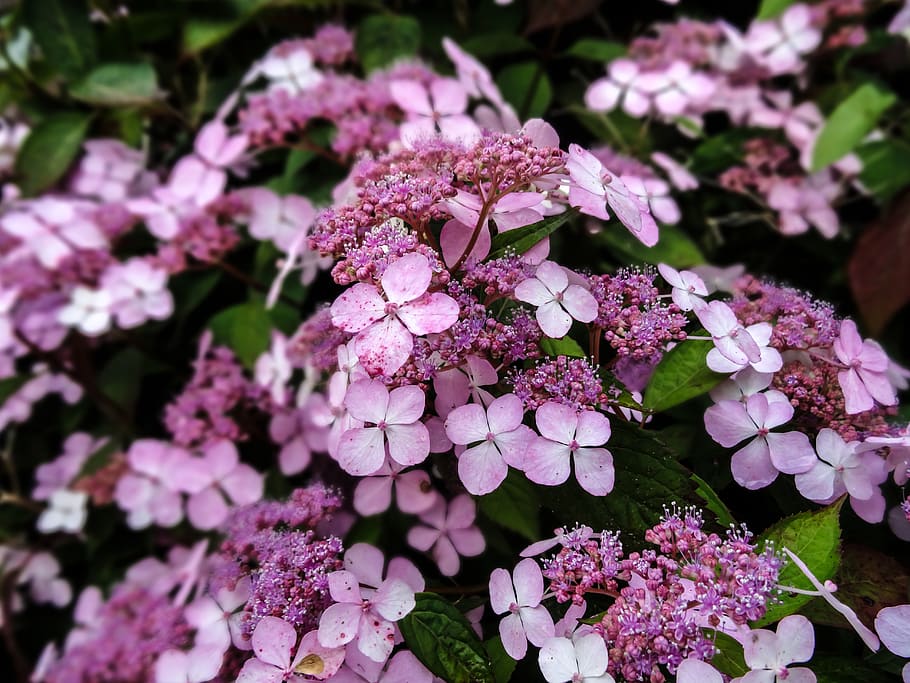 denmark, aalborg, flower, flowering plant, growth, beauty in nature HD wallpaper