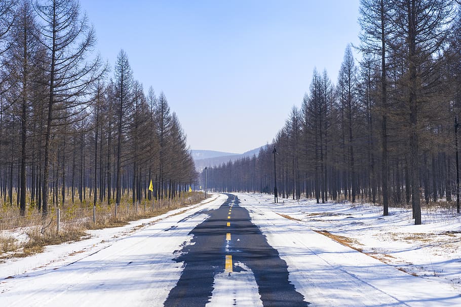 tree, forest, snow, road trip, direction, cold temperature HD wallpaper
