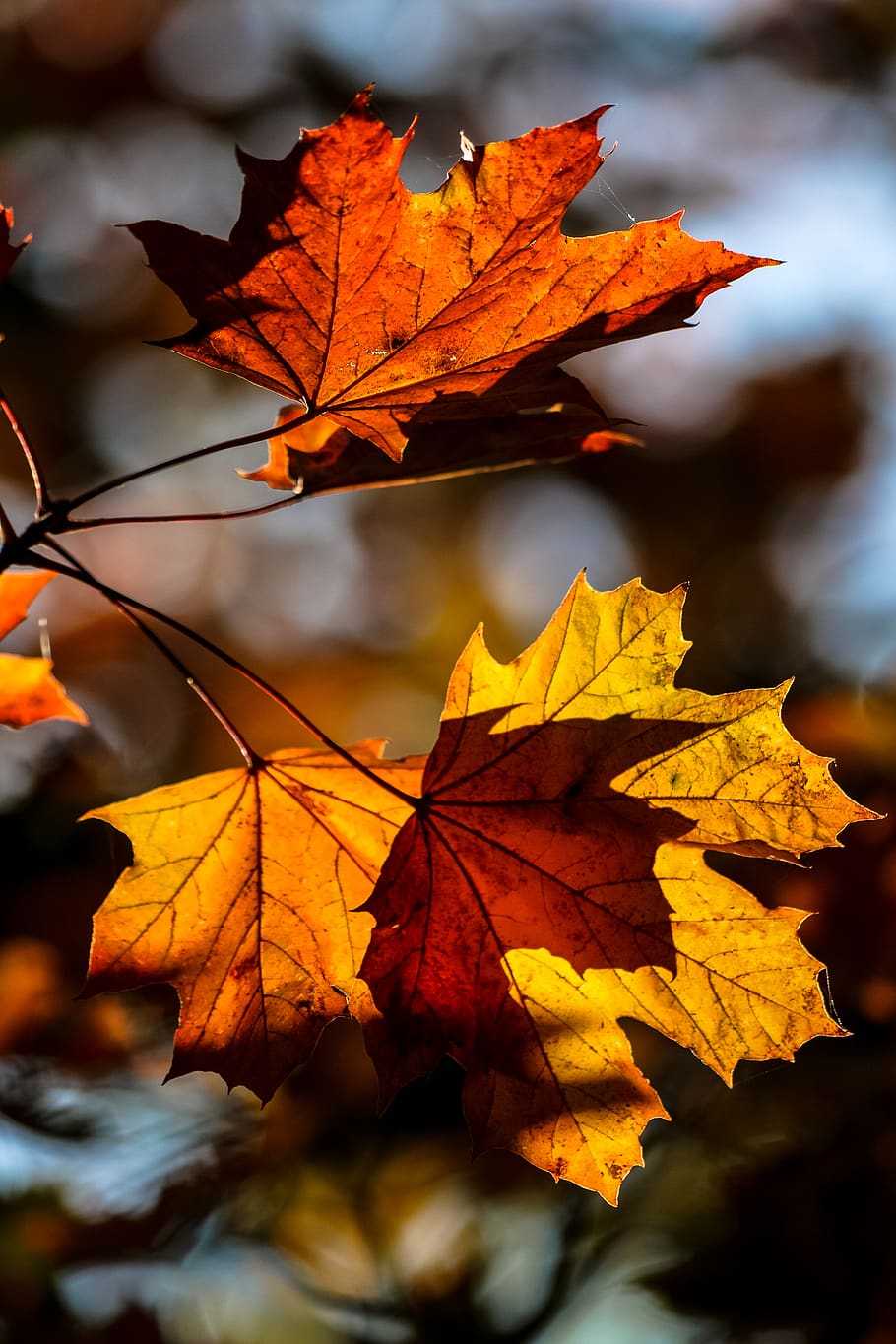 autumn, fall, tree, leaves, change, plant part, leaf, orange color HD wallpaper