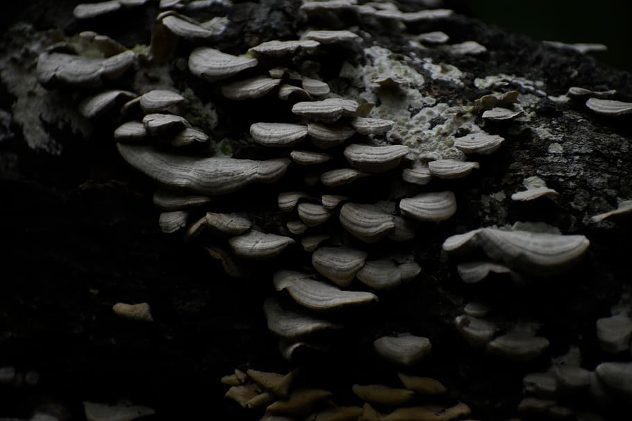 devils lake, nautre, tree, forest, fungis, mushroom, moss, no people HD wallpaper