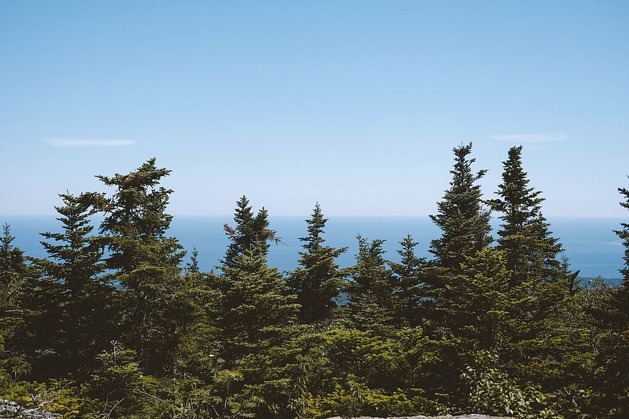 tree, plant, sky, growth, beauty in nature, tranquility, tranquil scene HD wallpaper