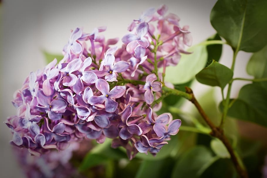 lilac, macro, fresh, flower, nature, fragrance, garden, blooming HD wallpaper
