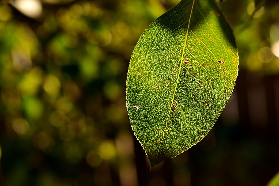 leaf, pear leaf, backlighting, autumn, late summer, translucent HD wallpaper
