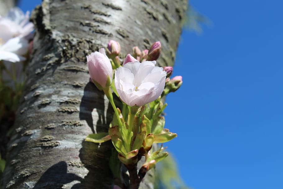 blossom, bloom, tree, spring, pink, nature, branch, white, garden HD wallpaper