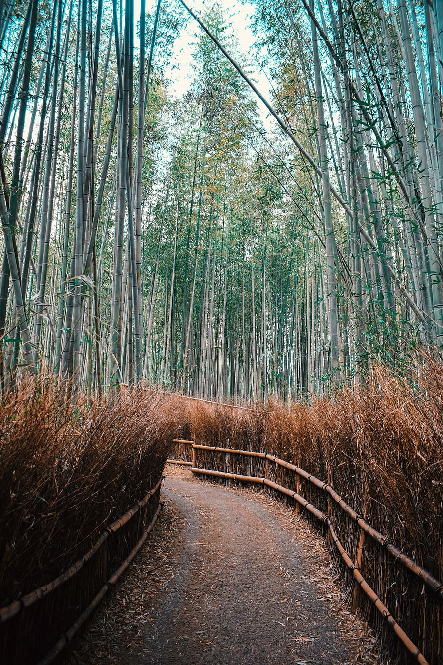 japan, kyoto, arashiyama bamboo forest, nature, outdoor, photograph, HD wallpaper