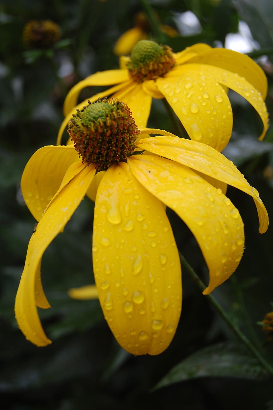 flower, yellow, gold, garden, spring, planting, love, close-up HD wallpaper