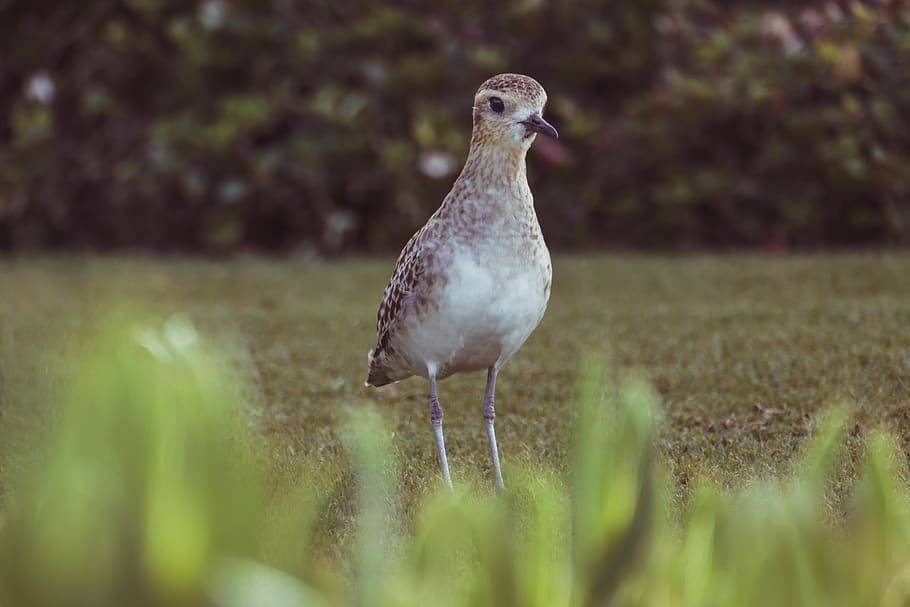 united states, maui, bird, grass, nature, animal themes, animal wildlife HD wallpaper