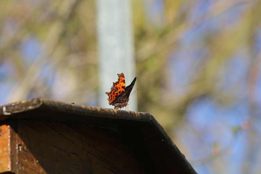 butterfly, insect, wing, spring, garden, animal themes, animals in the wild HD wallpaper
