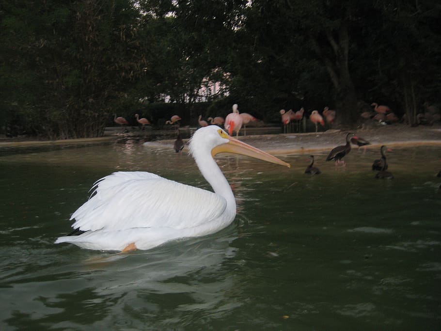 birds, water, vertebrate, animals in the wild, animal wildlife HD wallpaper