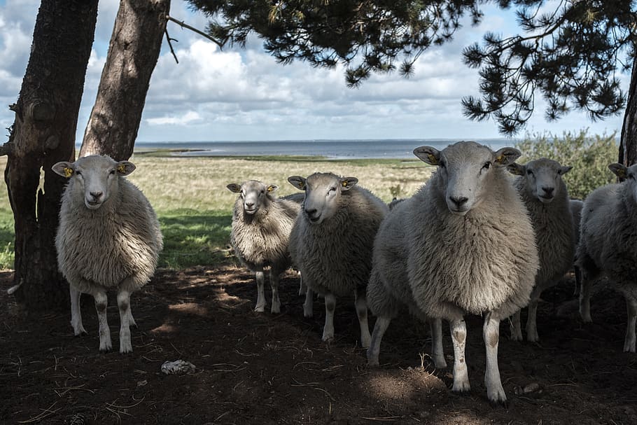 white sheeps standing under brown tree, mammal, group of animals HD wallpaper