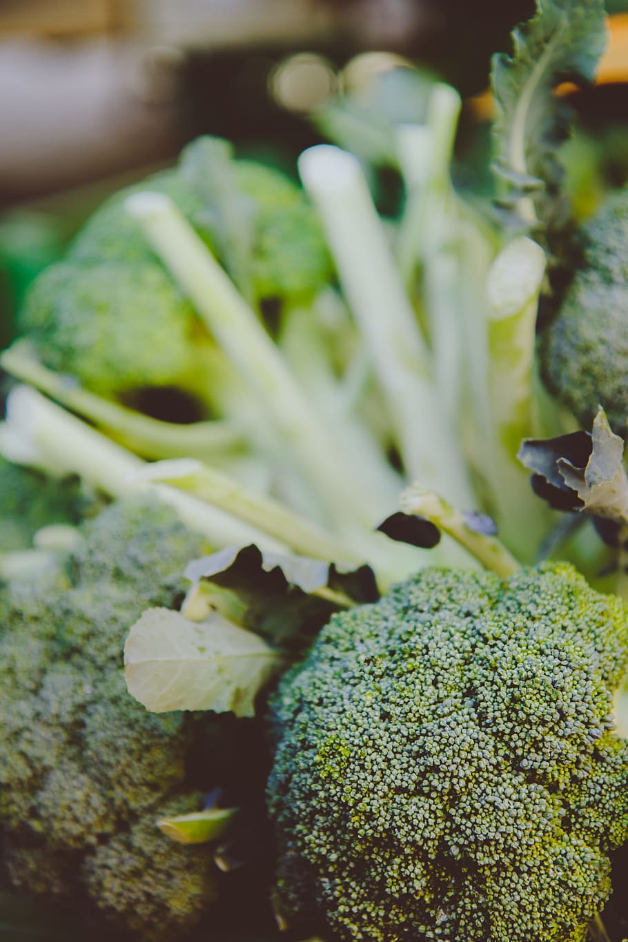 Selective Focus Photography of Broccoli, freshness, leaf, vegetables HD wallpaper