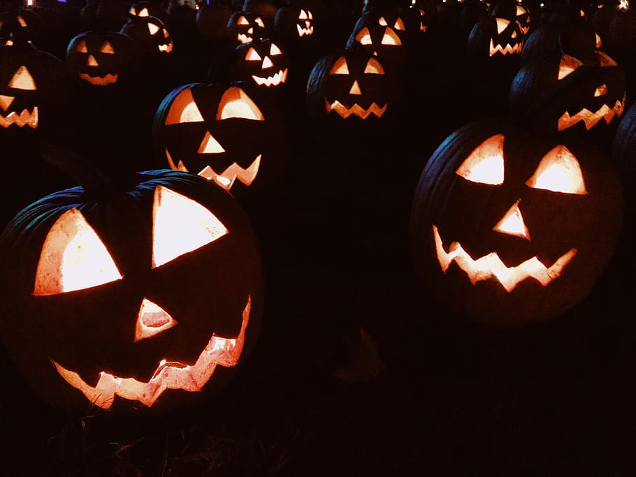 brown pumpkin lot, food, vegetable, squash, produce, plant, flora HD wallpaper