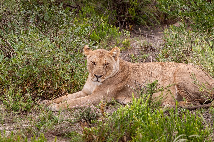 lioness lying on grass field, animal, lion - feline, animal wildlife HD wallpaper