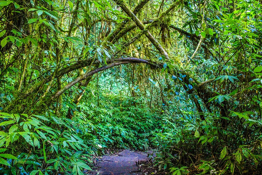 Green Leaf Trees, branches, daylight, environment, forest, jungle HD wallpaper