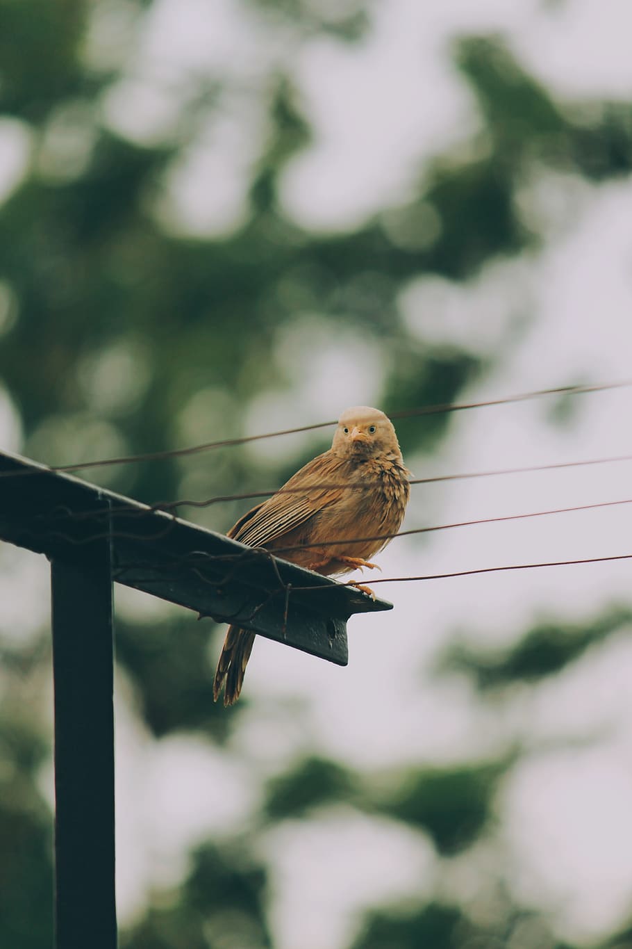 one animal, bird, focus on foreground, animal themes, animals in the wild HD wallpaper