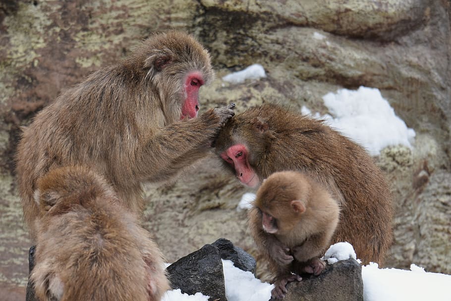 animal, saruyama, monkey, snow monkey, baby japanese macaque eating leaves, HD wallpaper