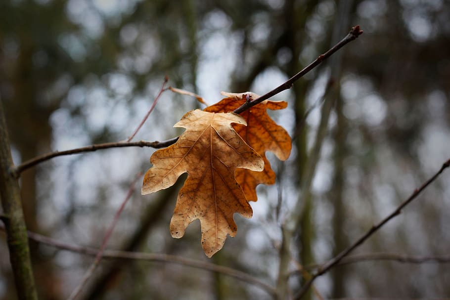 branch, leaf, leaves, dry, forest, tree, plant, winter, autumn HD wallpaper