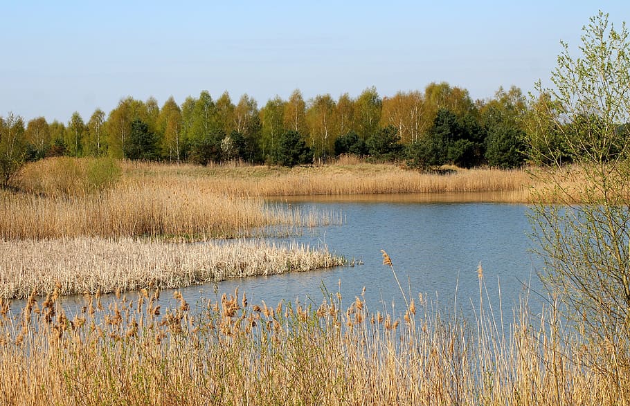 lagoon, water, spring, landscape, nature, plant, tree, tranquility HD wallpaper