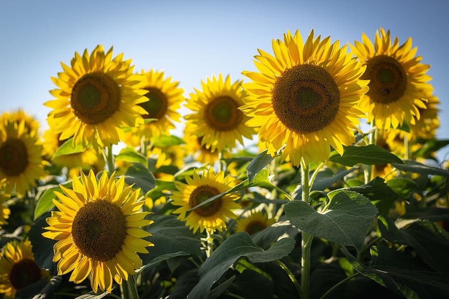 yellow sunflowers in bloom, sky, leaf, leaves, nature, landscape HD wallpaper