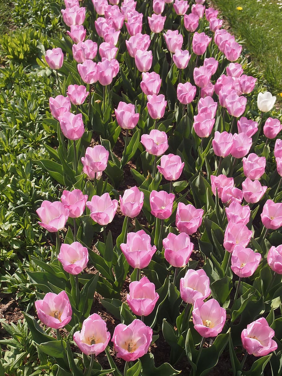 HD wallpaper: plant, blossom, flower, tulip, crocus, spring, geranium ...