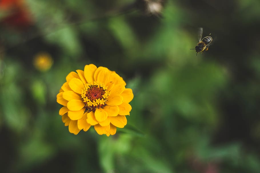 yellow flower, plant, flora, blossom, treasure flower, cosmos HD wallpaper