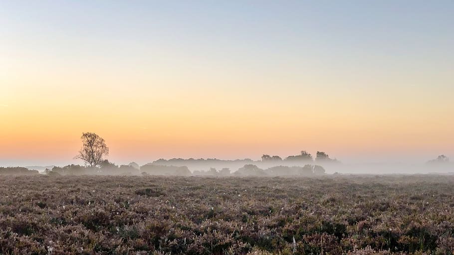foggy land, sky, red sky, dawn, sunset, sunrise, dusk, nature HD wallpaper