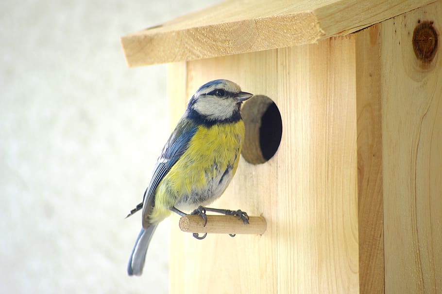blue tit, nesting box, songbird, einflugloch, nesting help HD wallpaper