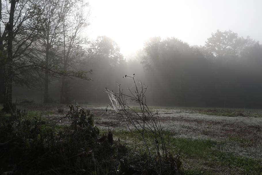 tree, plant, fog, tranquility, tranquil scene, land, beauty in nature HD wallpaper