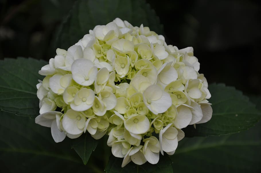 hydrangea, flower, nature, garden, spring, botany, flora, flowers, HD wallpaper