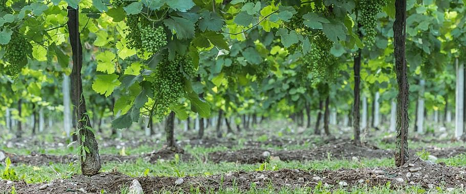 farmer, tree, natural, the garden, the cultivation, plant, growth HD wallpaper