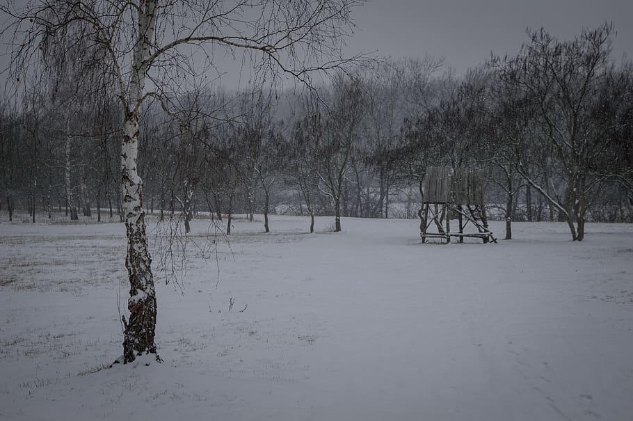 winter, tree, snow, cold, nature, white, dark, fog, frozen HD wallpaper