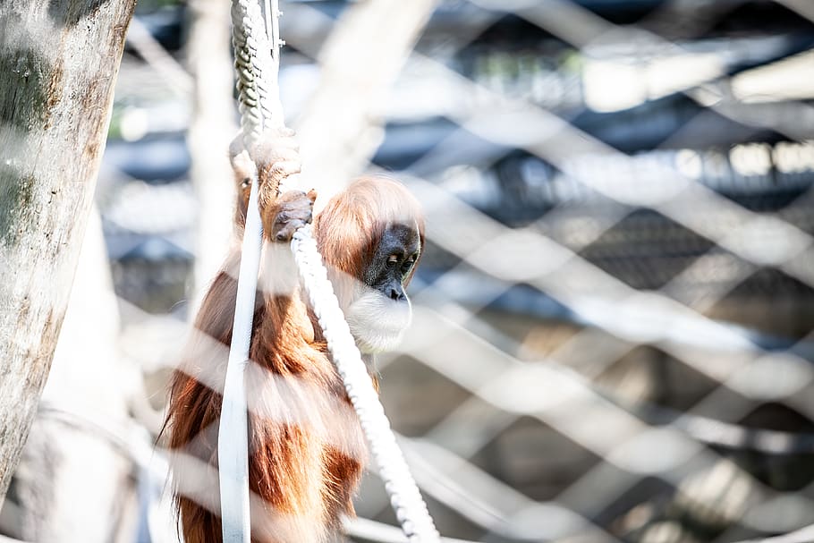 Brown and Black Monkey, animal, animal photography, beautiful HD wallpaper