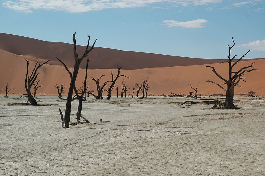 bare trees on desert, soil, outdoors, nature, sand, dune, namibia