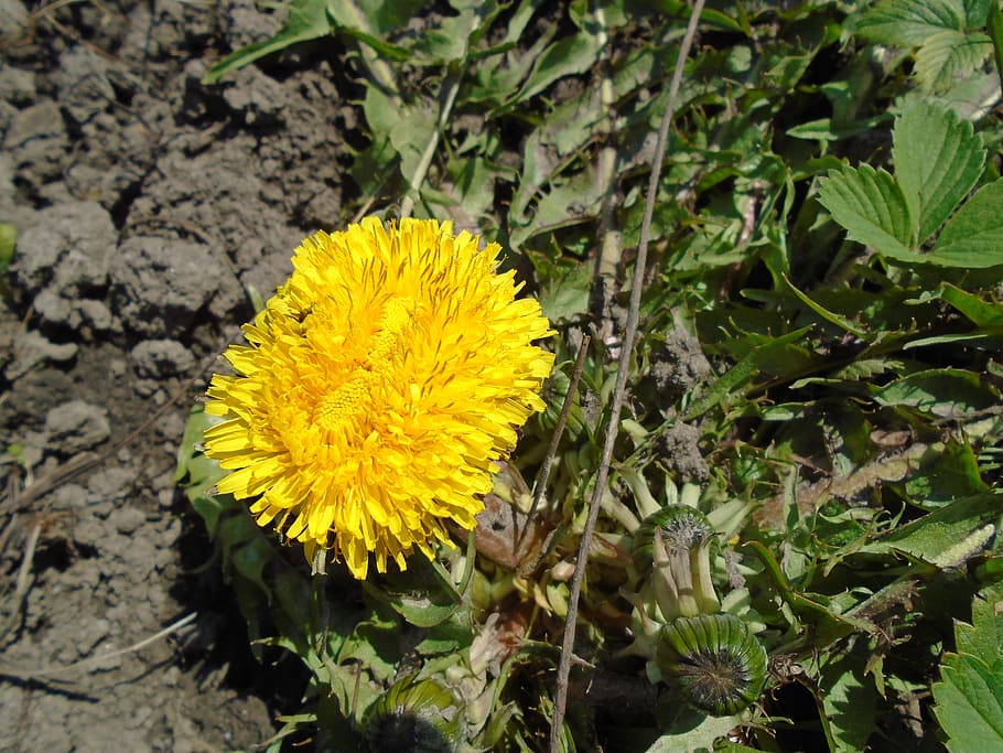 yellow, dandelion, closeup, green, spring, ground, nature, flower HD wallpaper