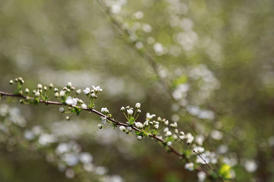 meadowsweet trees, flowers, white, spring, plants, petal, flower tree HD wallpaper