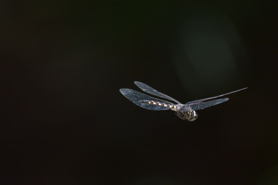dragonfly flying, animal, bird, invertebrate, insect, anisoptera HD wallpaper