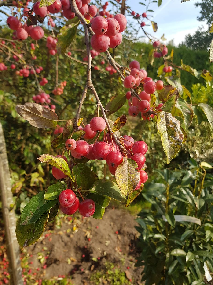 fruity, red fruit, herfstbloeier, food and drink, plant, growth HD wallpaper