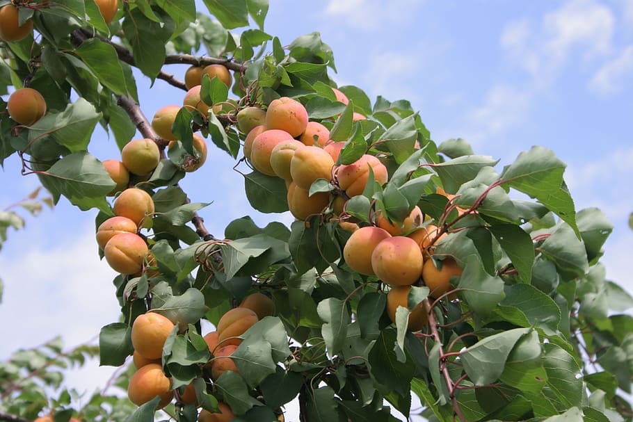 apricot, fruit, tree, leaves, sky, growth, plant, healthy eating HD wallpaper